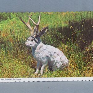 Vintage Postcard - The Fabulous Jackalope - Continental Card